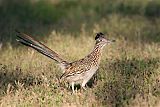 Greater Roadrunner